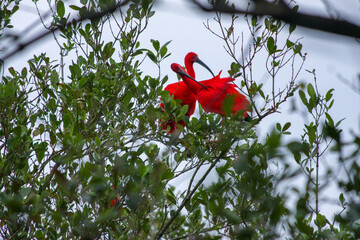 red and green leaves