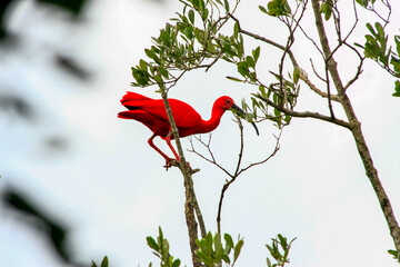 red birds sitting on the branch
