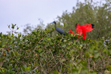 red and black birds together