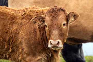 Portrait of a calf