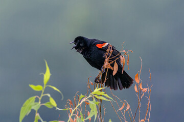 Red-winged Blackbird calls out with beak open