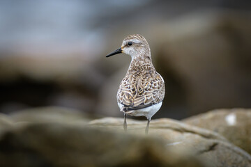 Semipalmated Sandpiper standing on rock with blurred background