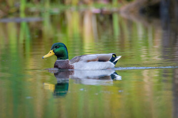 Male Mallard duck swimming on pond with reflection