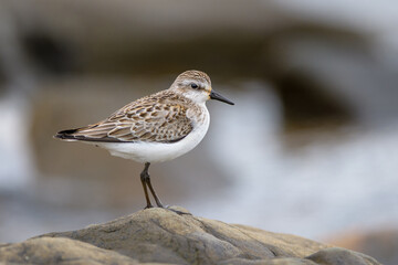 Semipalmated Sandpiper standing on rock with blurred background