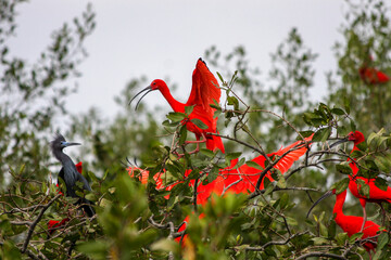 red birds in the trees