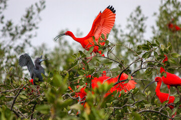 the black and red birds fighting