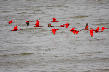 flamingos in the water