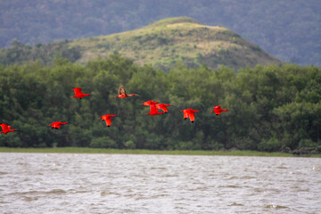 the red birds is on the water