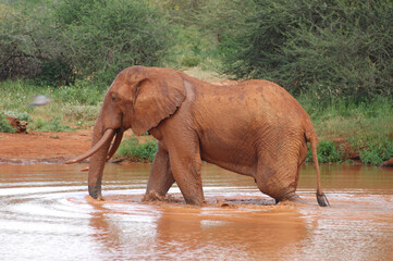 African Savannah Elephant in a dirty water in the national park