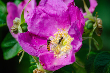 insects on a pink flower