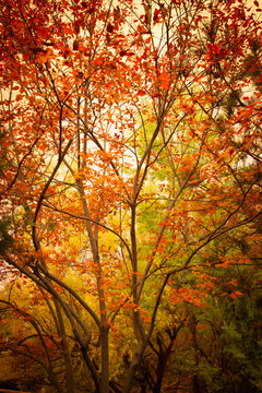 Summer wildfire smoke highlights fall colors, 2020