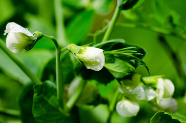 white pea flowers in green stems