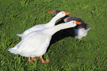 Hausgans / Domestic Goose / Anser anser domesticus