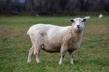 Naklejka na ściany i meble A sheep in the field in England