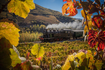 Glorious scenery of an old train in the middle of Douro vineyards in autumn, Portugal