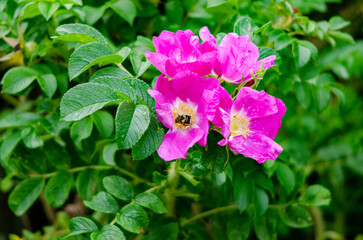 bug in pink flowers
