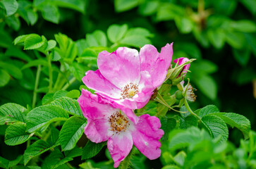 two pink flowers in green garden