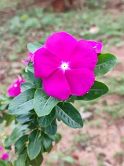 pink rose bush