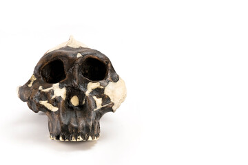 skull of prehistoric man, Skull of hominids or australopithecus isolated on white background with...