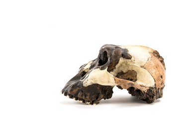 skull of prehistoric man, Skull of hominids or australopithecus isolated on white background with...