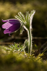 Im Frühling treibt aus dem Waldboden die gewöhnliche Kuhschelle aus und zeigt deren lila bis...
