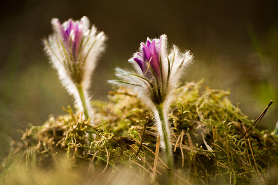 Im Frühling treibt aus dem Waldboden die gewöhnliche Kuhschelle aus und zeigt deren lila bis magenta farbige Blüten. Der Frühblüher wirkt weich durch die Haare der Stengel.