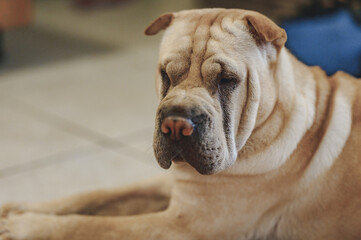 Cute shar pei dog on a ground in the room