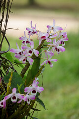 Dendrobium nobile in a garden