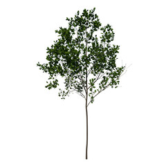Obraz premium Front view of Tree (Young Red Oak tree 1) Plant white background 3D Rendering Ilustracion 3D 
