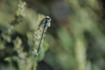 Black & Blue Dragonfly
