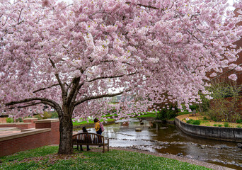A flowering cherry tree in full bloom beside Mill Creek in Salem Oregon
