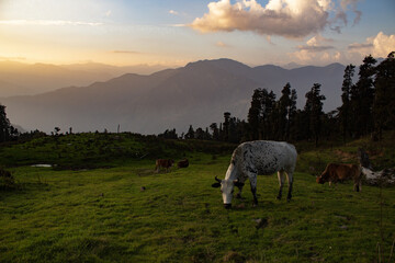Cattles left for grazing in the Shivalik range of Himalayas, India