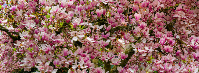 A panorama image of a Magnolia tulip tree in full bloom in Salem Oregon
