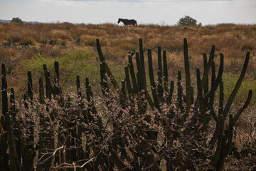 agave y caballo
