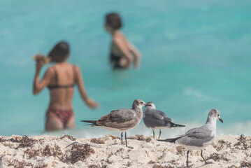 Seagulls watching female girl tourists bath in the caribbean sea