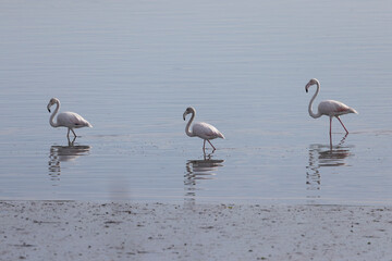 three flamingos look for food in the water