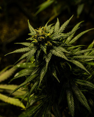 Indoor marijuana plantation of the amnesia haze type
