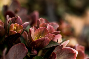 Dreamy Hellebore blooms with creamy bokeh background