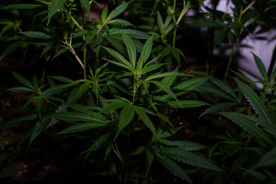 Indoor marijuana plantation of the amnesia haze type