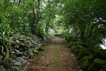 chemin forêt vierge