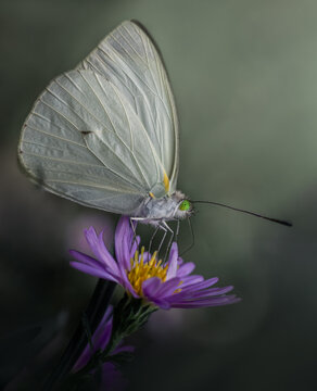 Macro shot of the white cress butterfly (Leptophobia aripa)