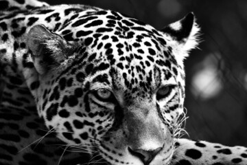 Grayscale closeup of a beautiful jaguar looking fiercely into the distance © David Farley/Wirestock Creators