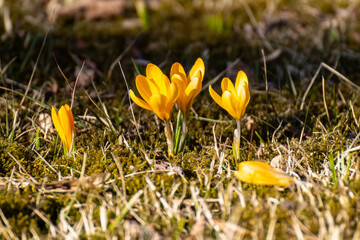 Crocus flavus, known as yellow crocus