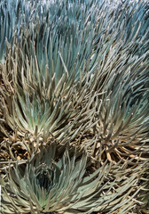 Naklejka na ściany i meble Mauna Kea Silversword (Argyroxiphium sandwicense subsp. sandwicense),Hawaii Island, Hawaii, USA