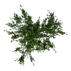 Top view of Tree ( Small Oak 1) Plant white background 3D Rendering Ilustracion 3D	
