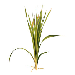 Front view of Plant (bulrush reedmace reed cattail punks 3) Tree white background 3D Rendering Ilustracion 3D	