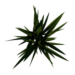 Top view of Plant (Yucca elephantipes Spineless yucca 3) Tree white background 3D Rendering Ilustracion 3D	