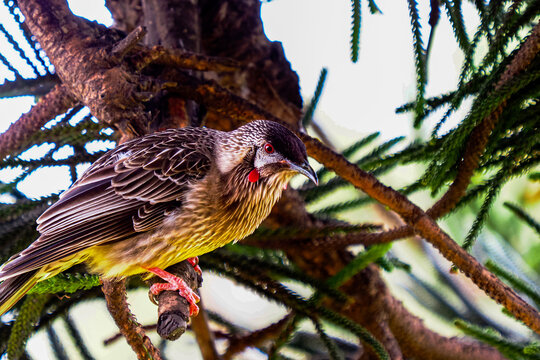 Closeup shot of a wattlebird perched on a tree branch