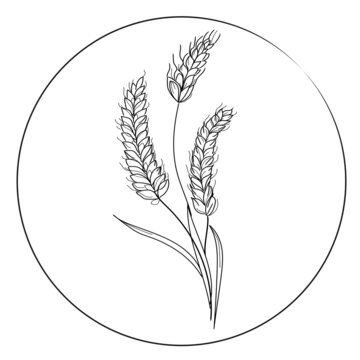 Vector illustration wheat logo design.Black and white sketch.Hand drawn wheat ears in round frame isolated on white background,icon.