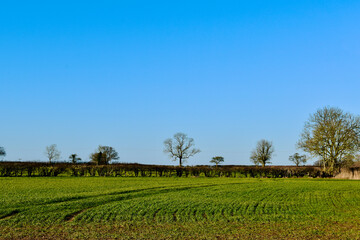Spring field and bare trees  against blue sky, Coombe Abbey, West Midlands, England, UK
